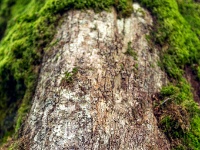 Glendalough, Co. Wicklow